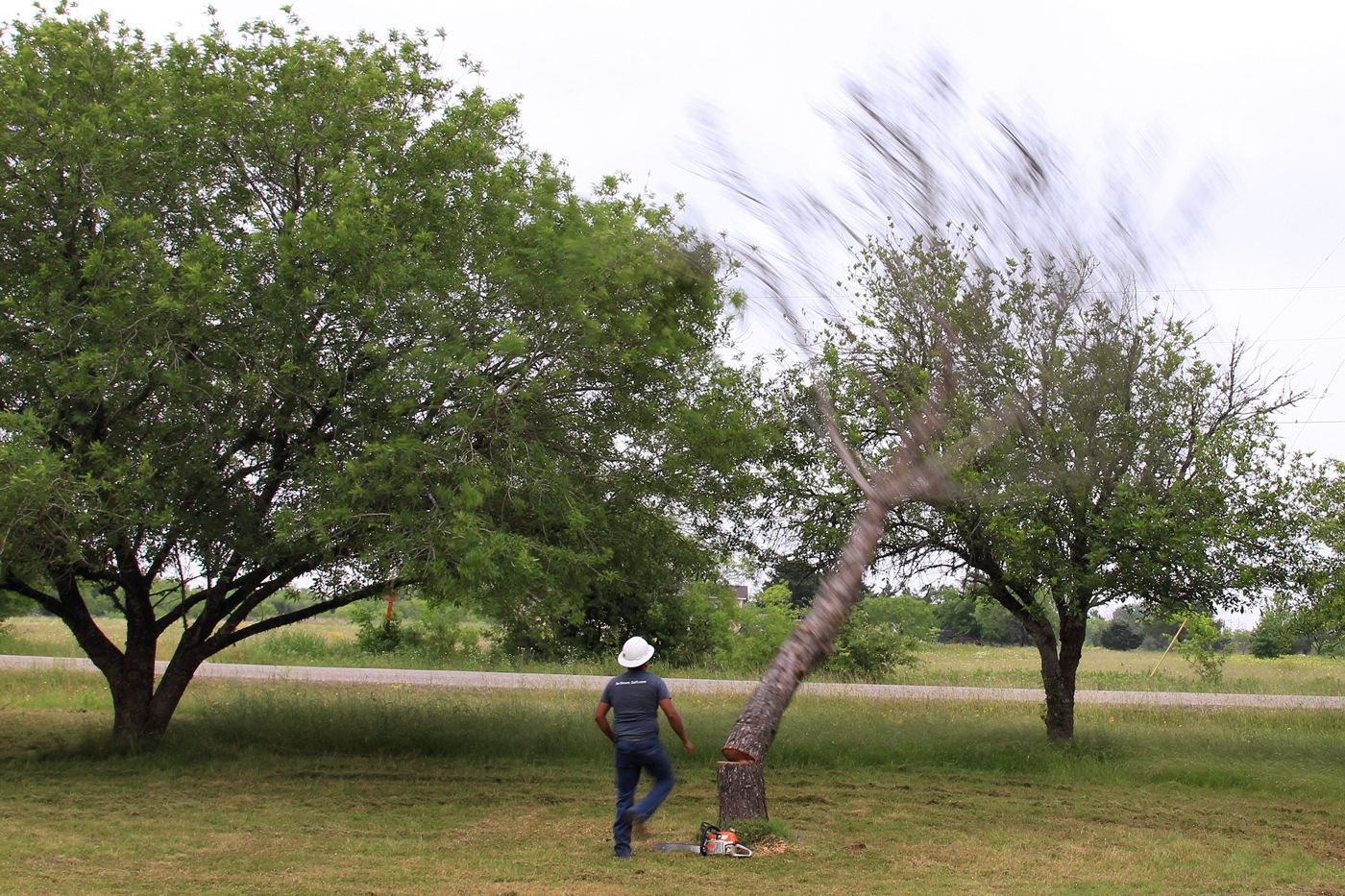 Abattage d'un arbre dans un parc