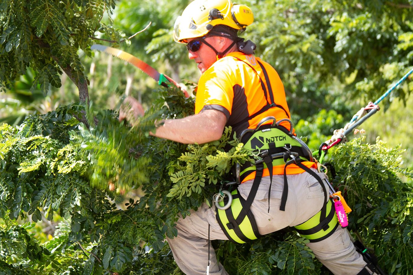 Élagueur encordé en train de tailler un arbre