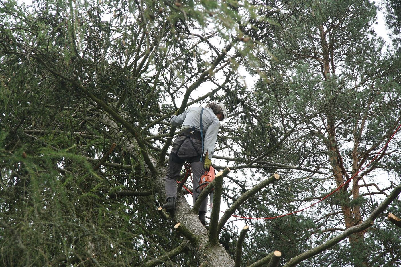 Élagueur grimpé dans un grand arbre